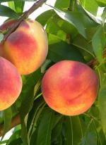 Salem | Peach Species 